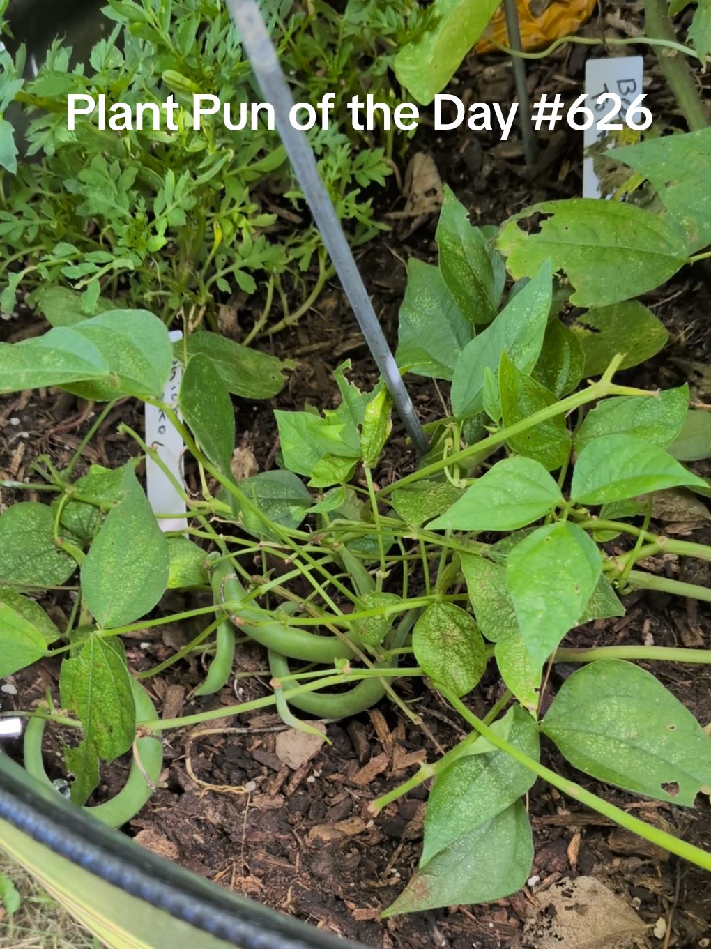 @The Plantiful Gardener