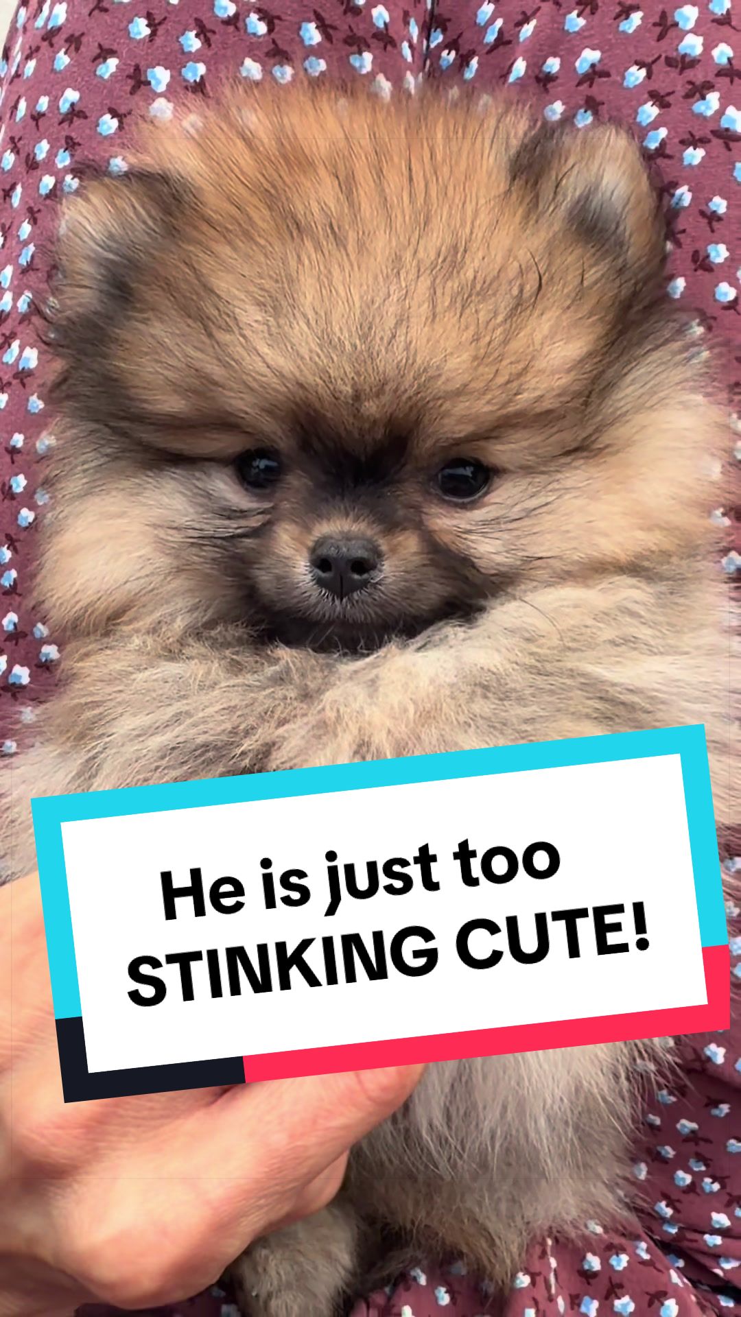 @blessedlittlepaw