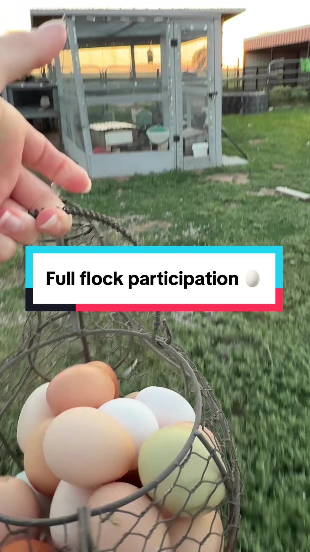 @ChickenSchmidtFarms