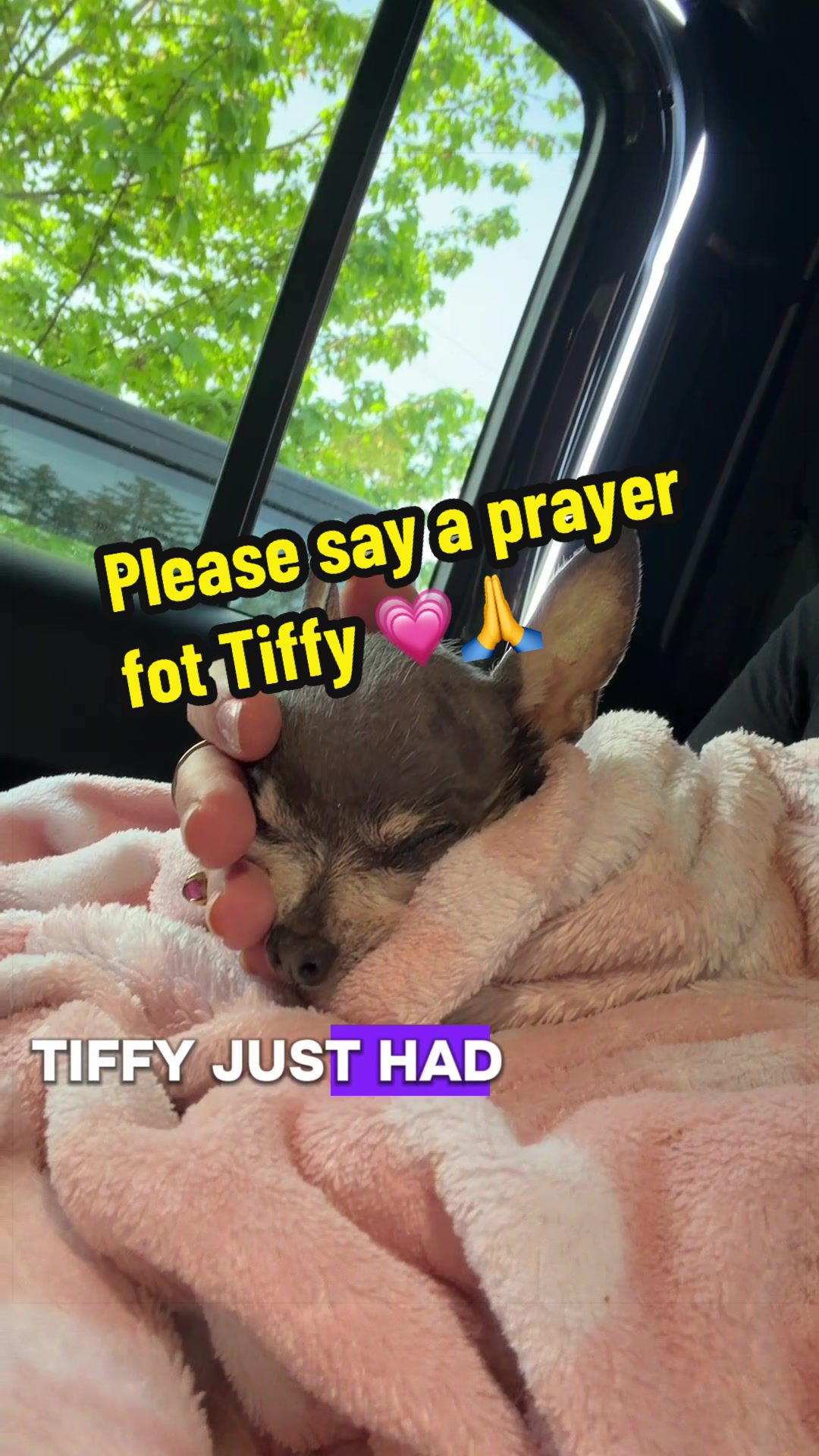 @Tinytiffytheteacupchihuahua