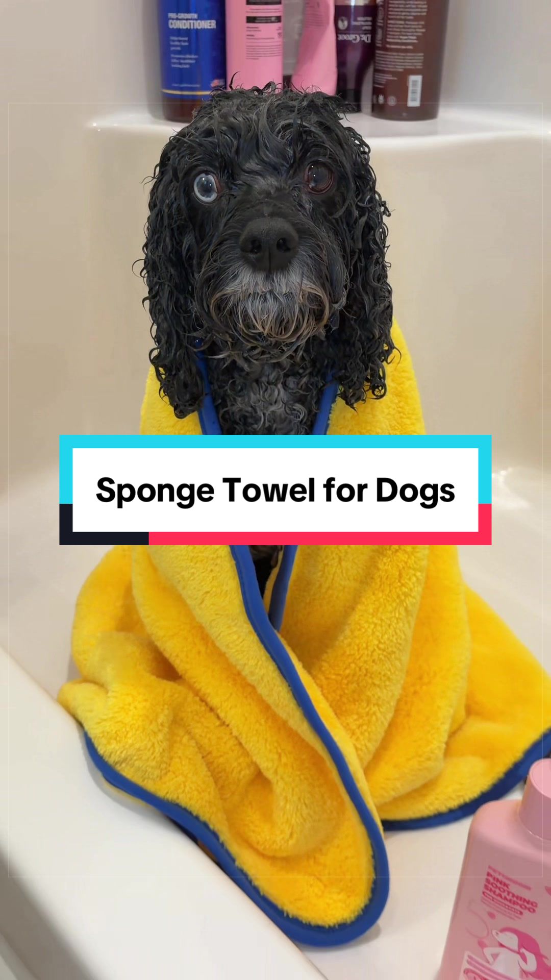 @Archie The Bernedoodle