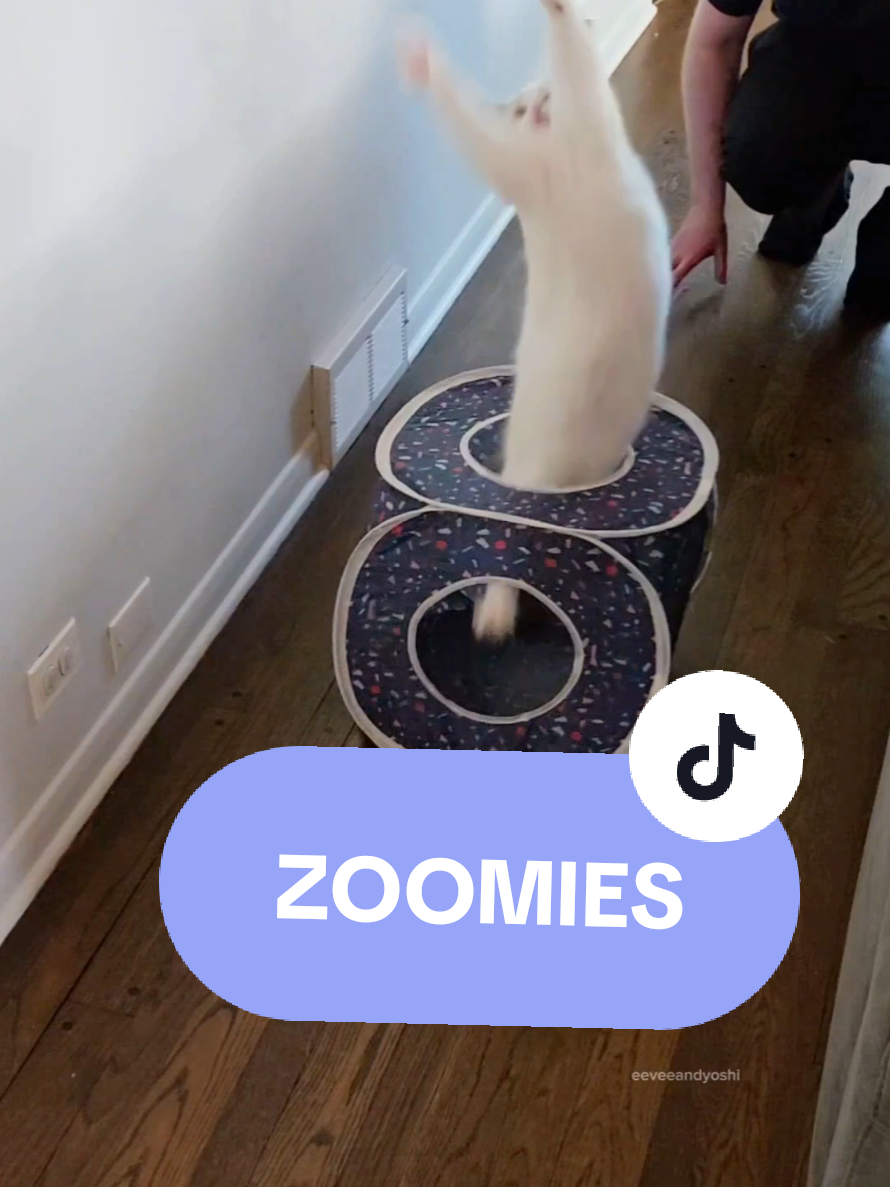 @Eevee, Yoshi & Waffles