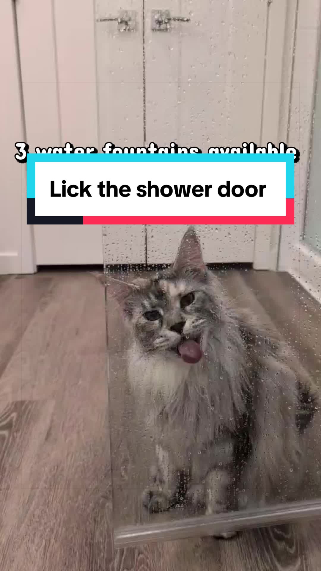 @Sassy Koonz Luxury MaineCoons