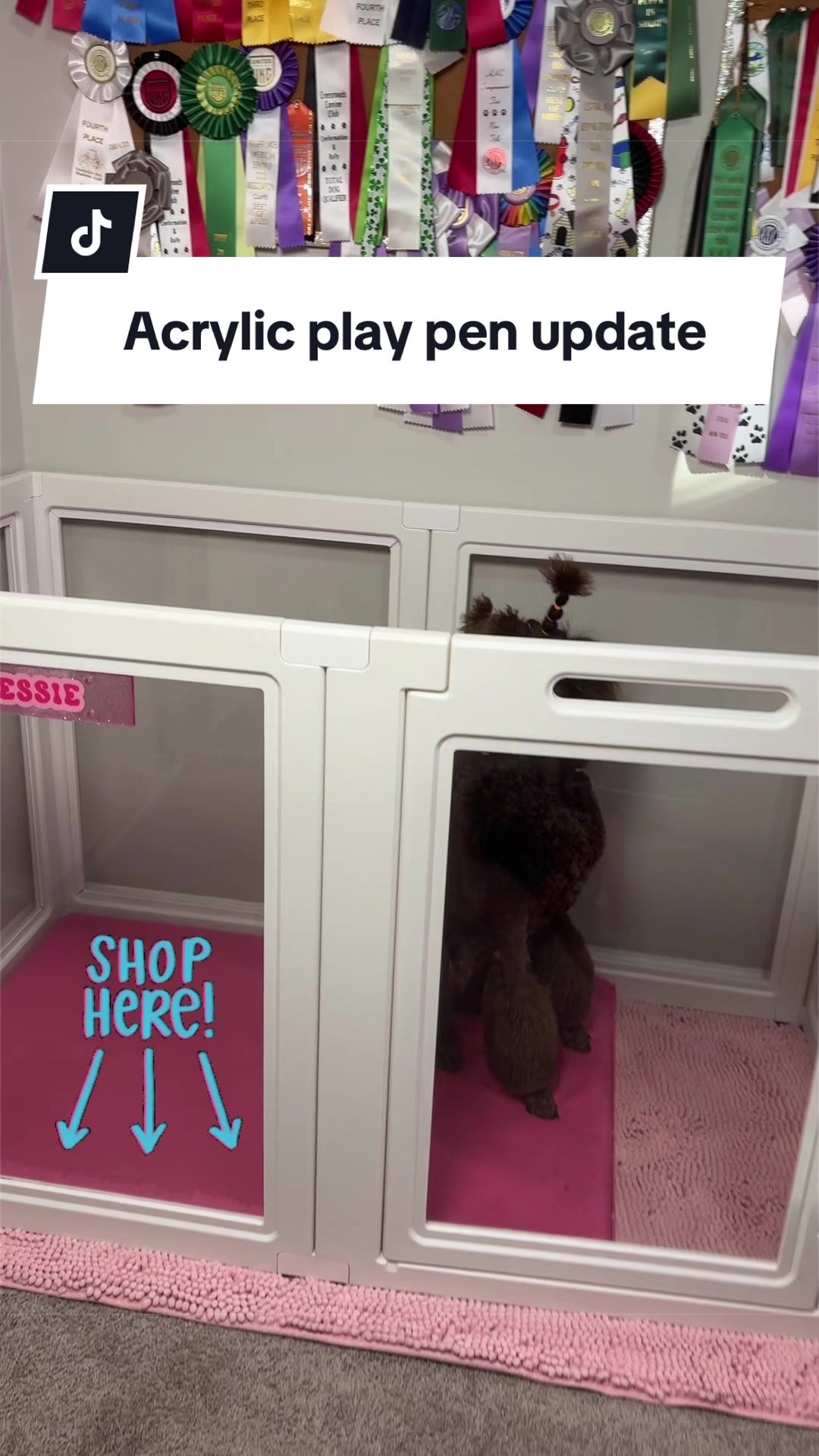 @Maddie, Jovie & Nessie🤍🤎🐩
