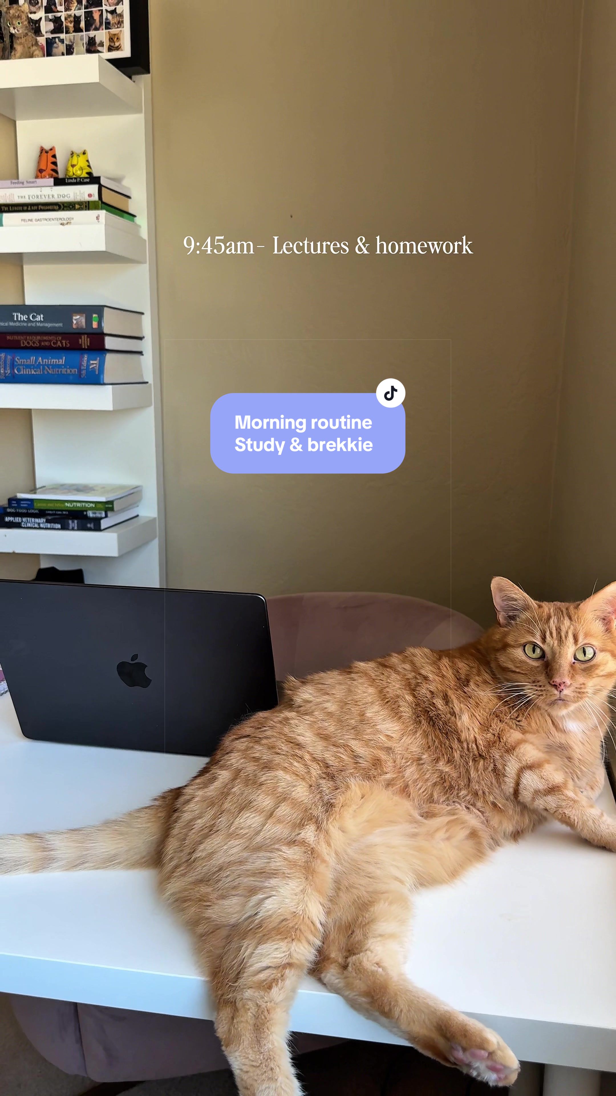 @Feminist Kitty | Cat Nutrition