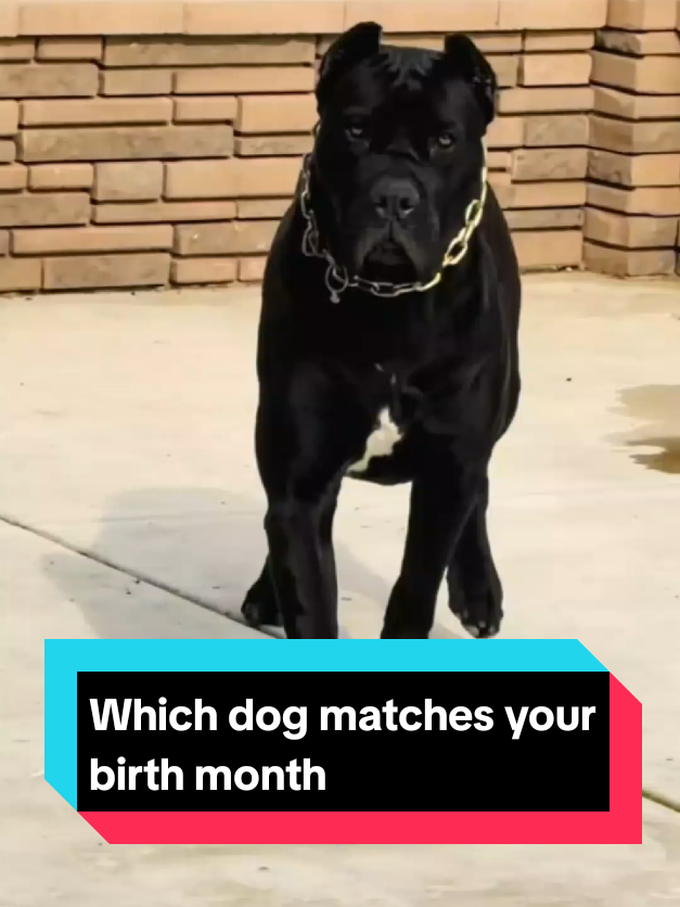 @The pet post