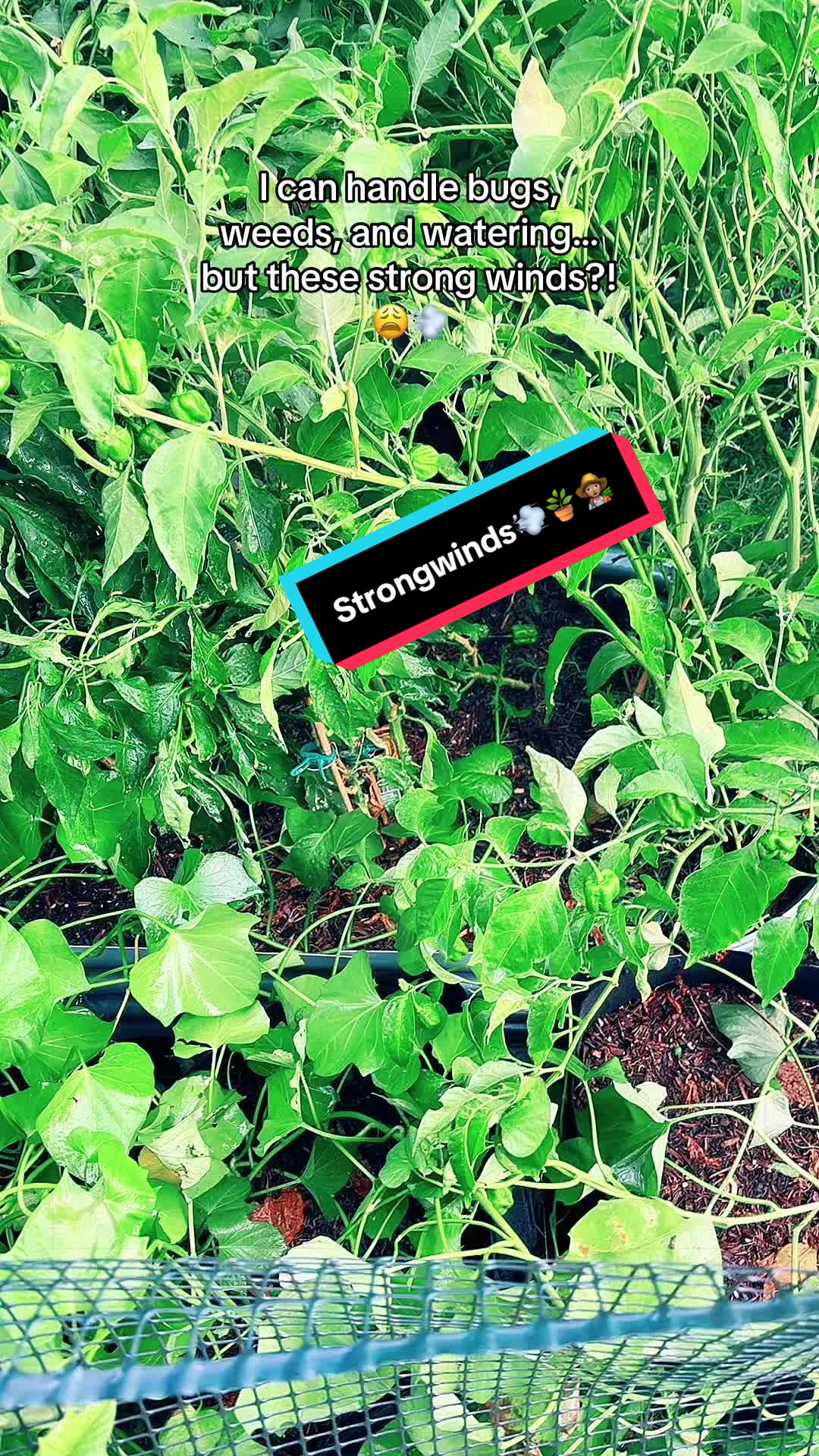 @TeeTee ❌♋️🦀