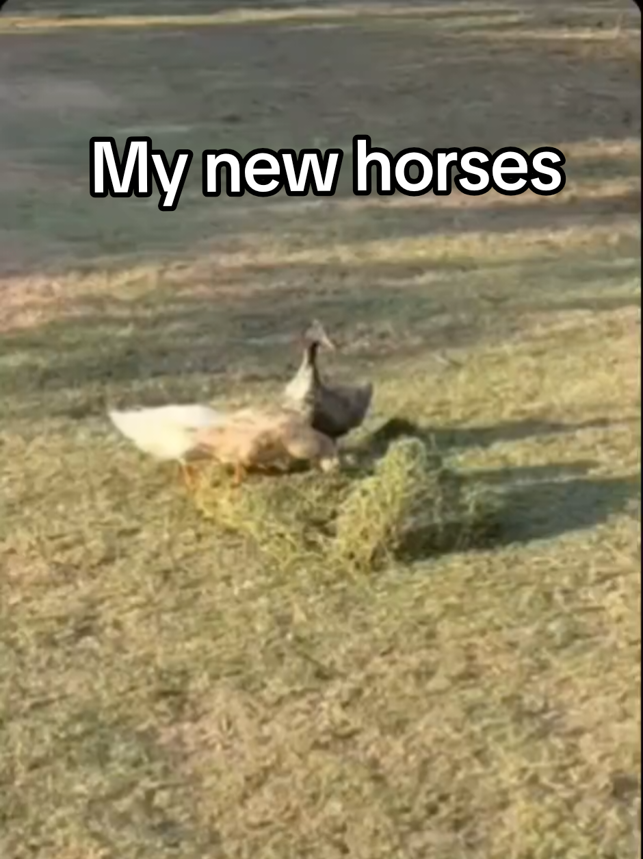 @UntamedTexas