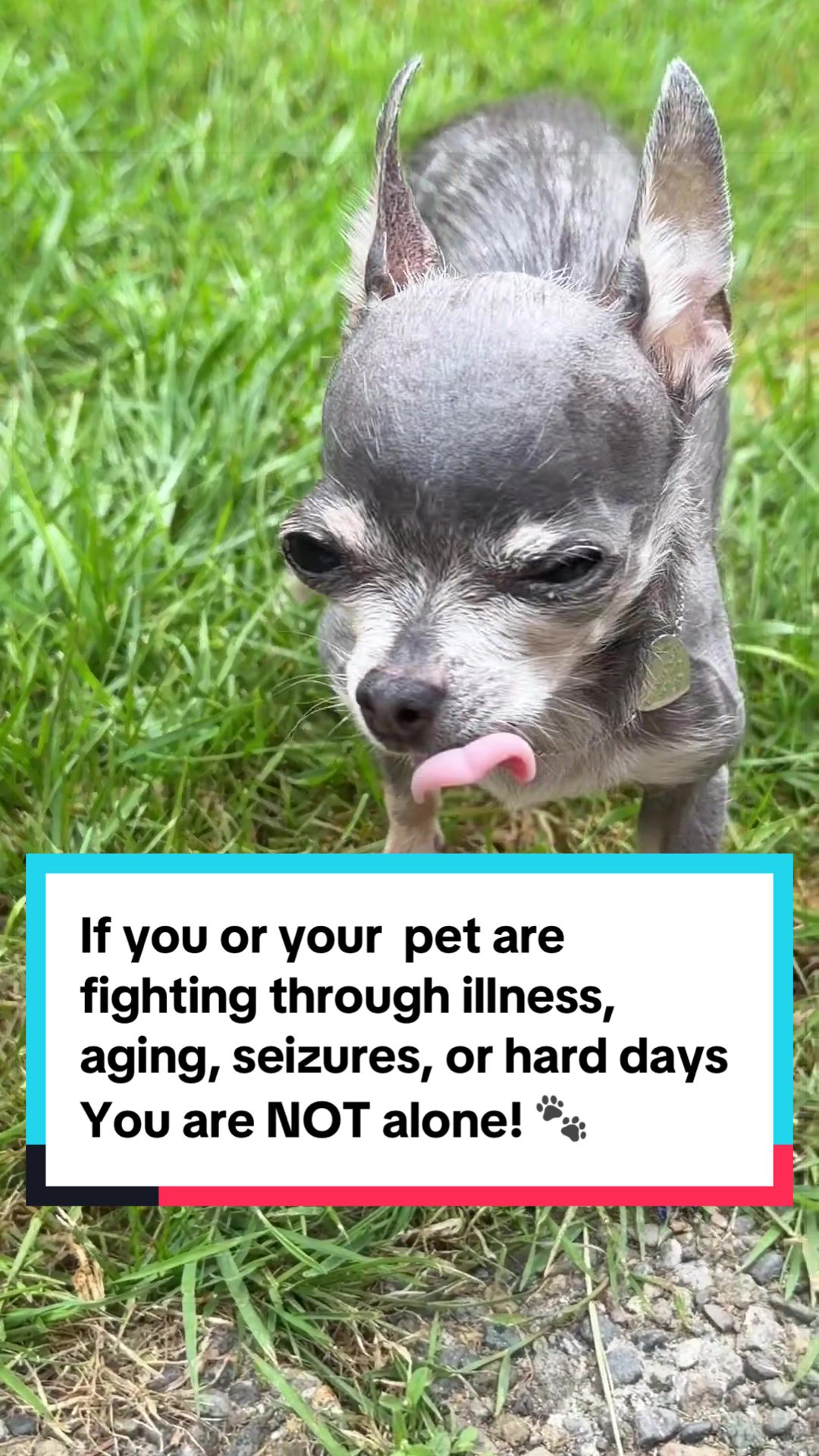@Tinytiffytheteacupchihuahua
