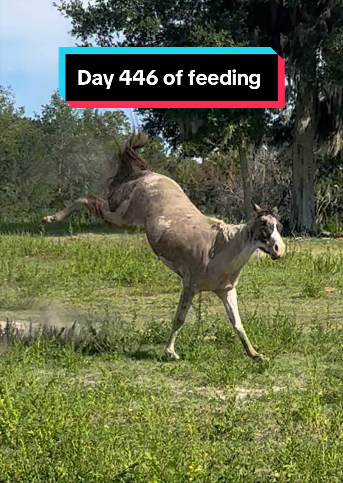 @jesswithallheranimals