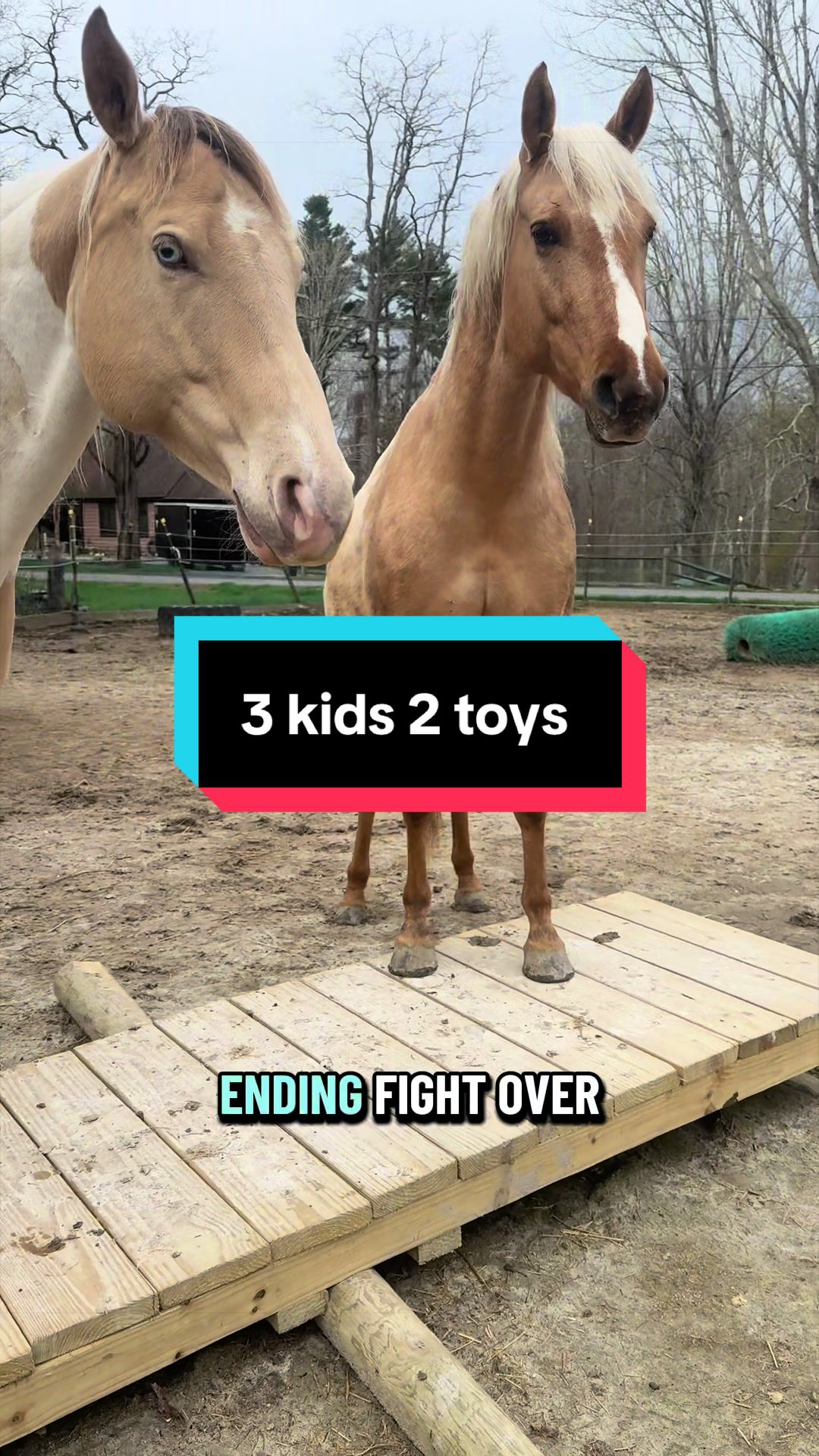 @Sandra&rsquo;s pale herd 🐴