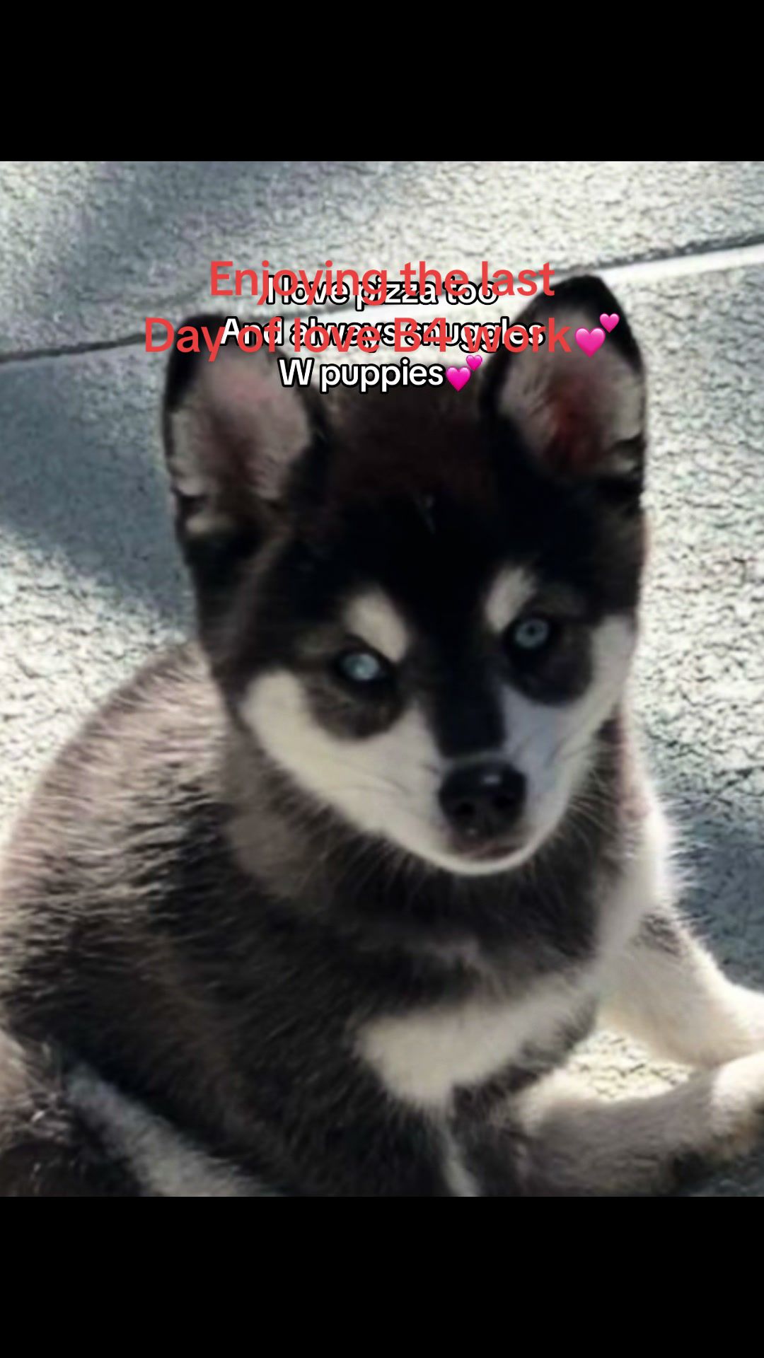 @kleekaipuppies4sale
