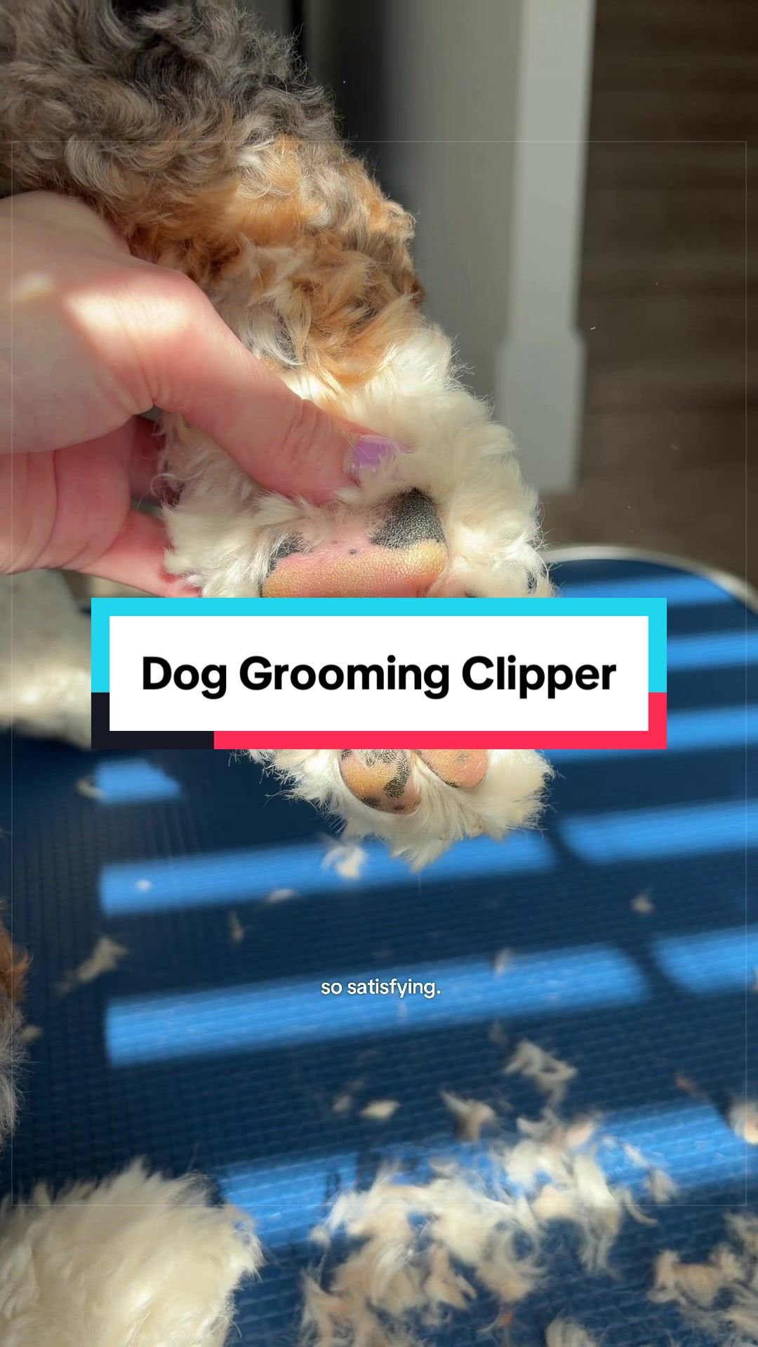 @Archie The Bernedoodle