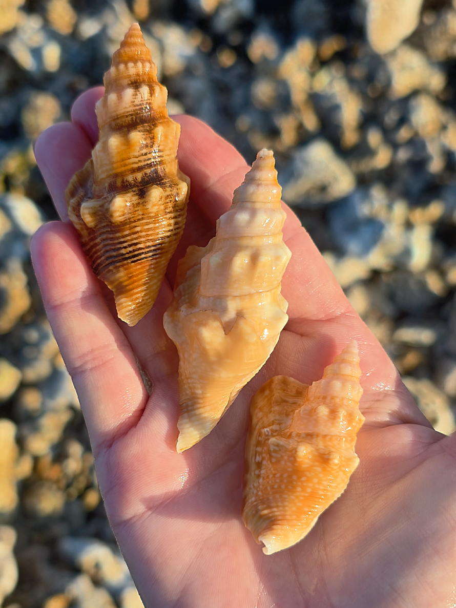 @Noe ๐ Shells