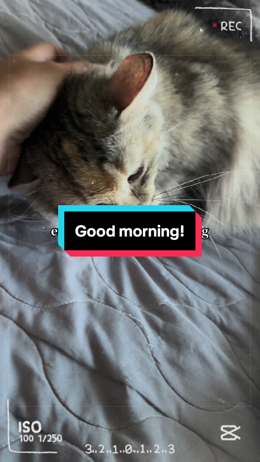 @catlover313official