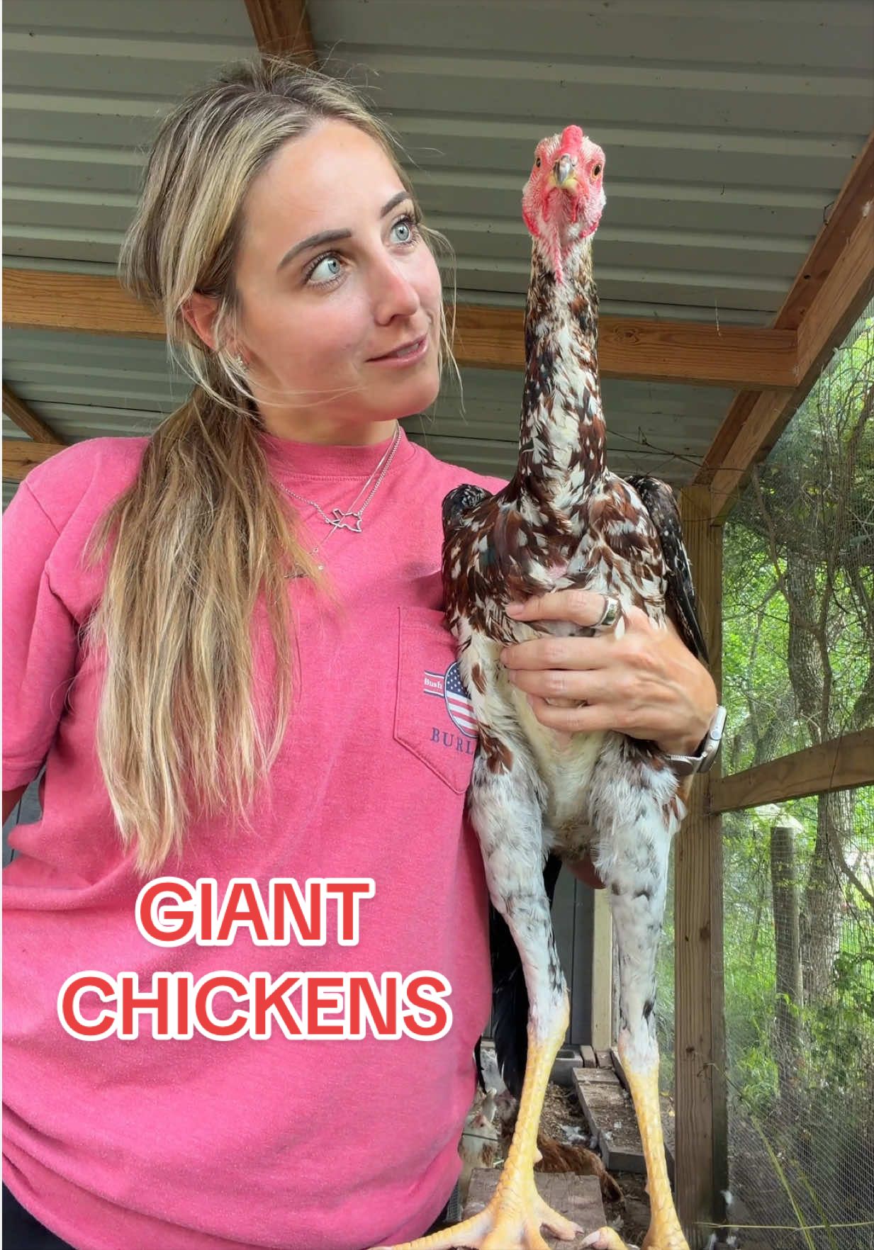 @Gulf Coast Cluckers