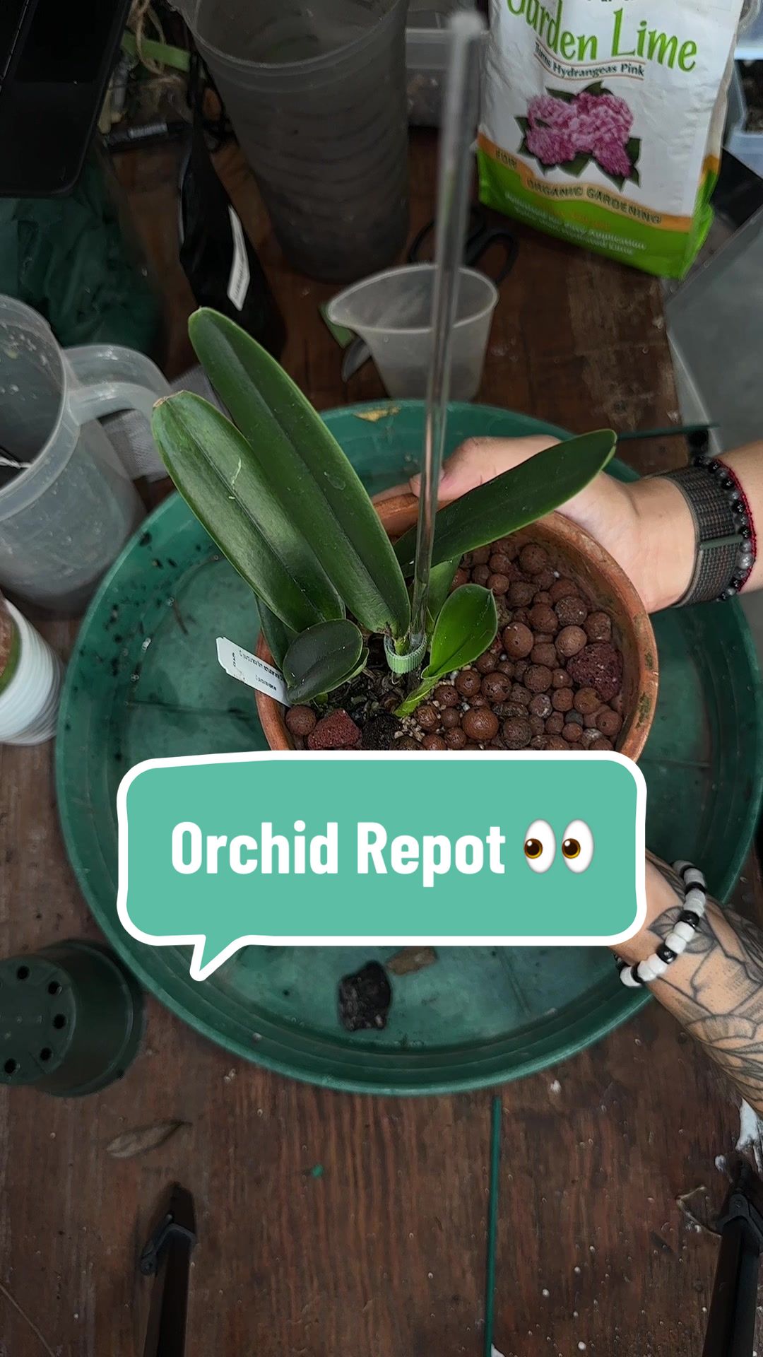 @Migs | Orchids ๐ธ