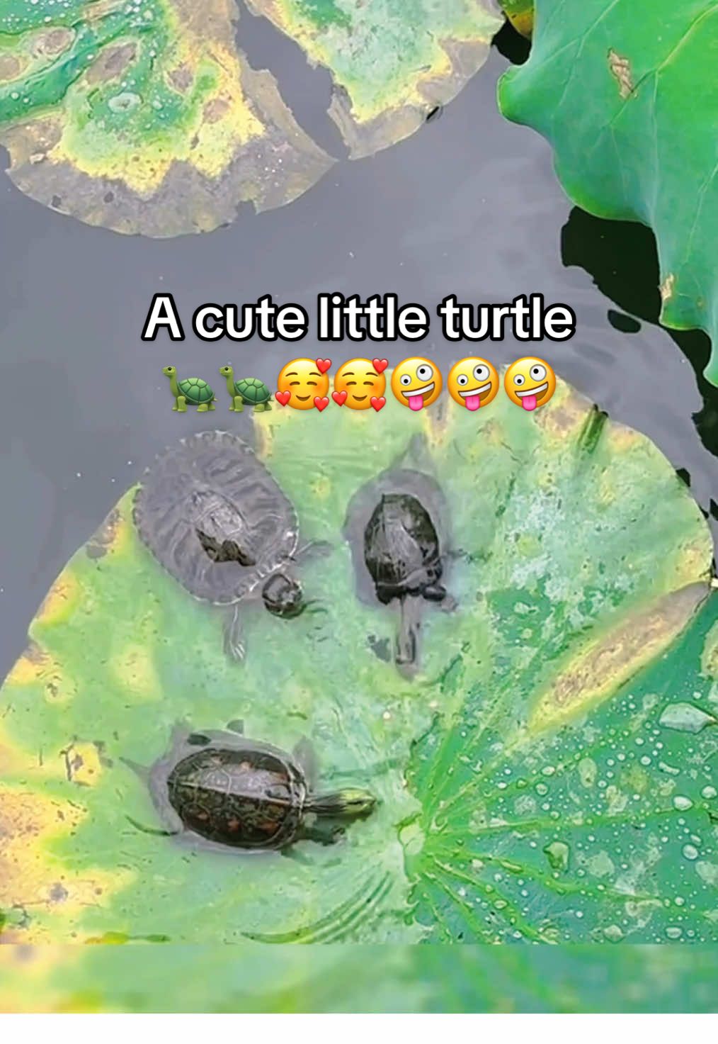 @Mr. Turtle