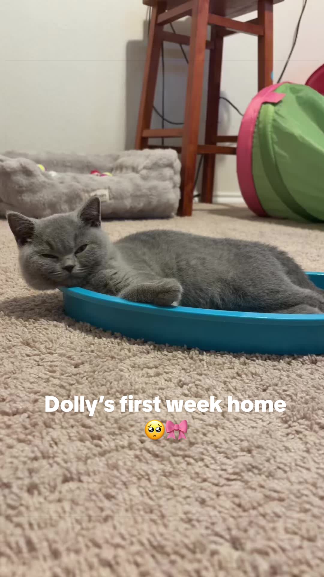 @LittleMissDolly