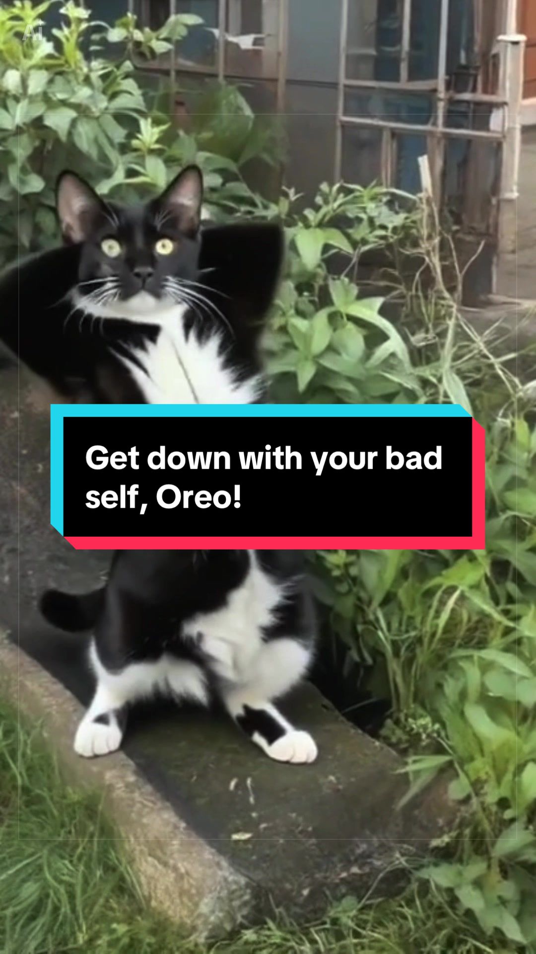 @catlover313official
