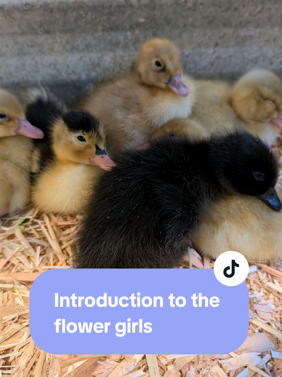 @Mother Duckers Homestead
