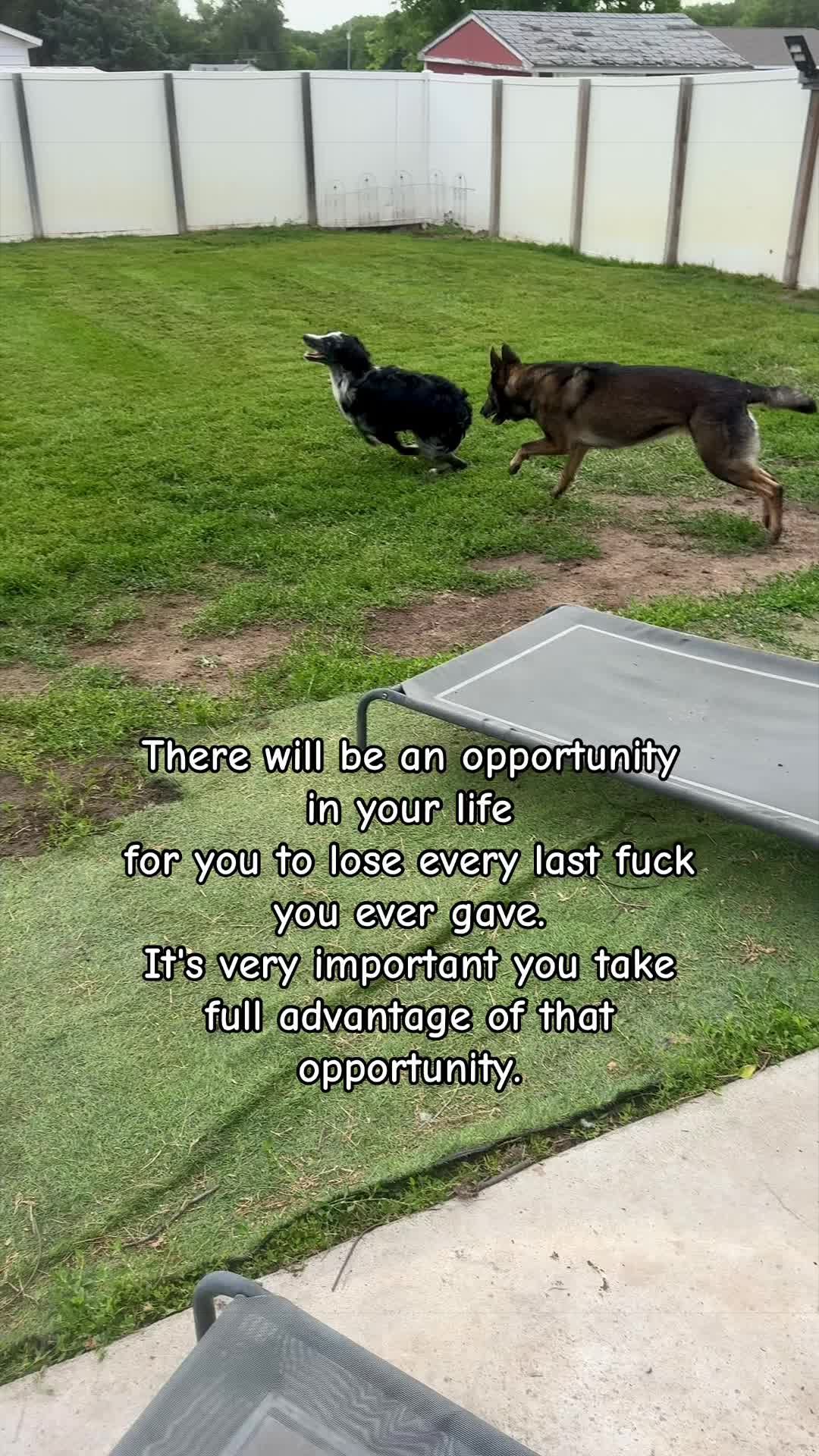 @K9 Dina