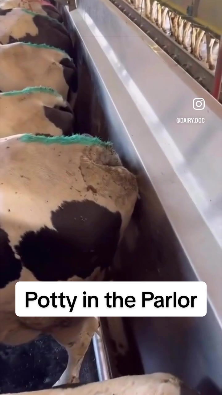 @Dairy Vet Dr. Michelle