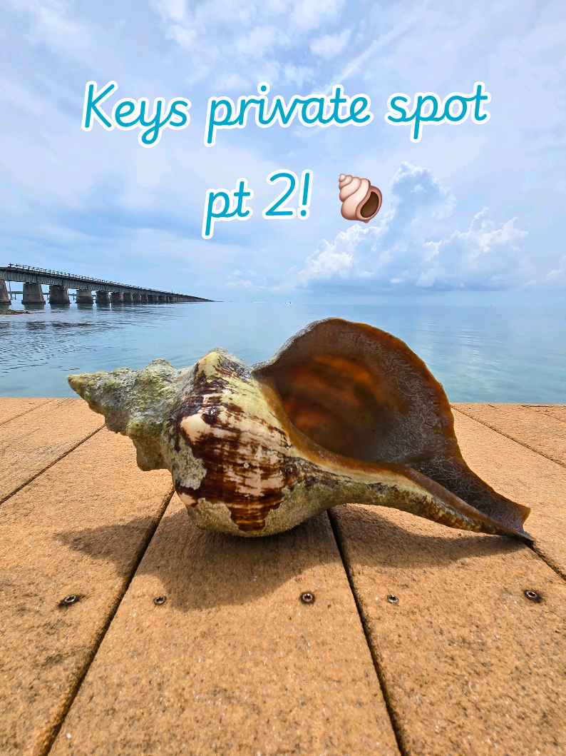 @The Seashell Mermaid ๐