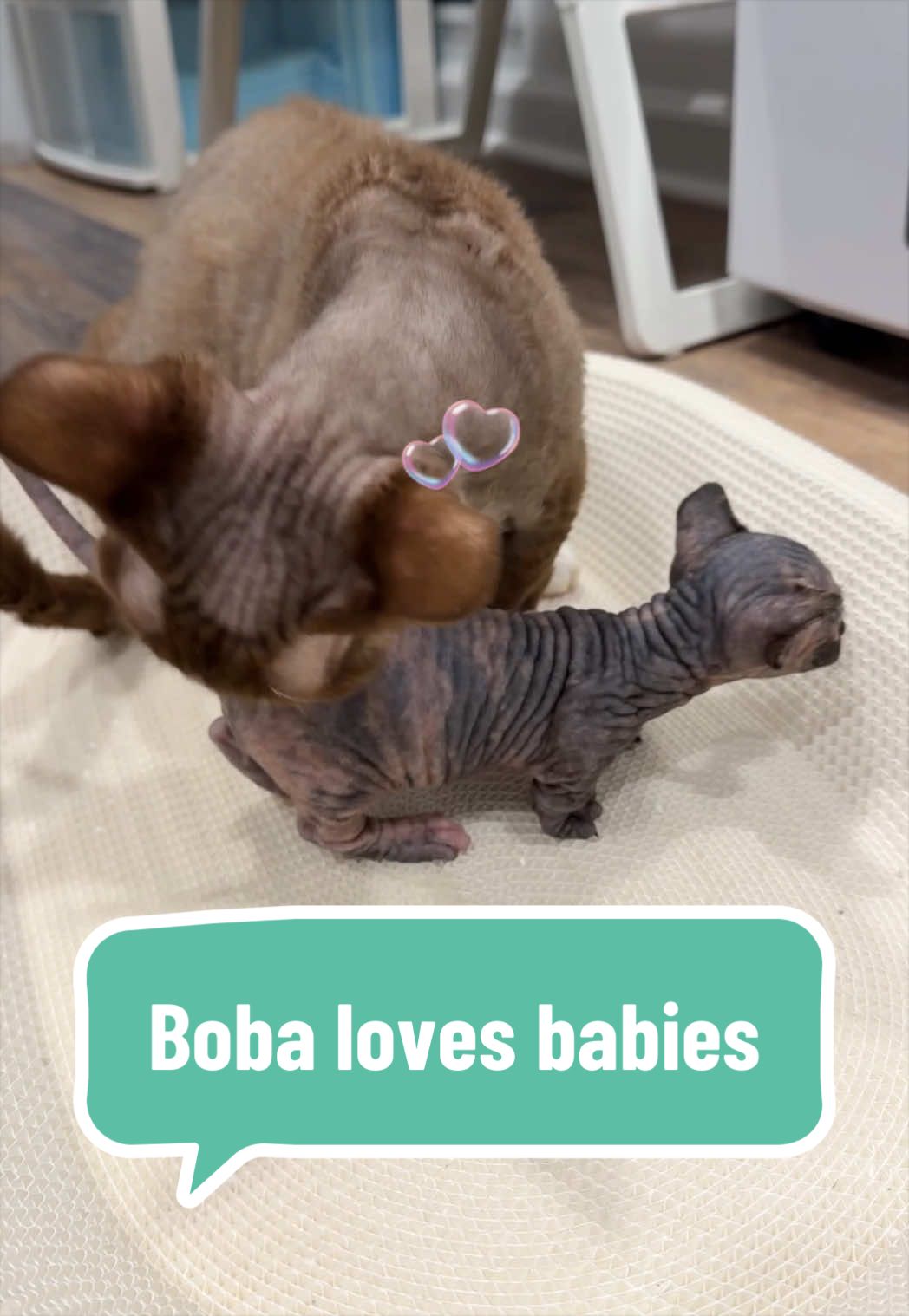 @Boba’s Buds Minskin Cats