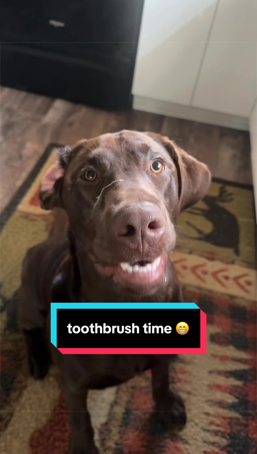 @Mel & Moose 🤎🐾