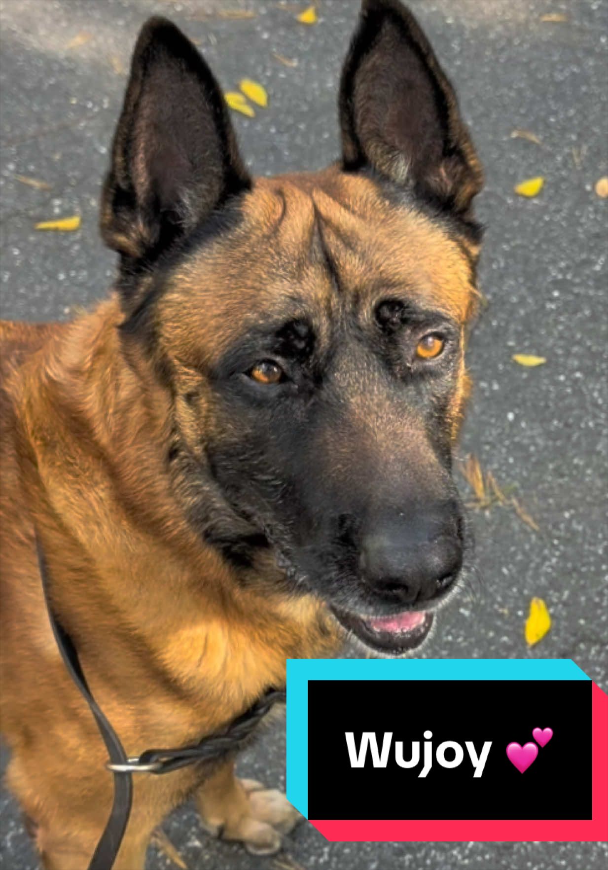 @Joyful Pets
