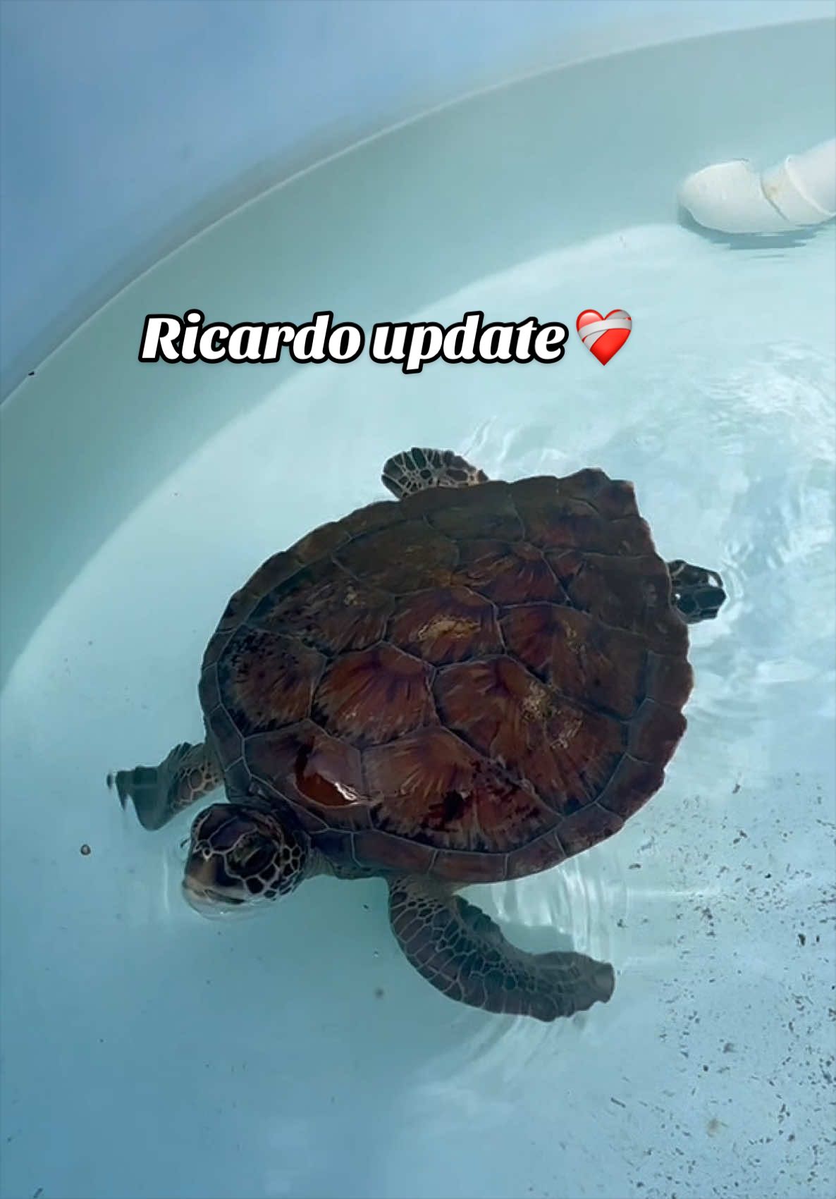 @The Turtle Hospital