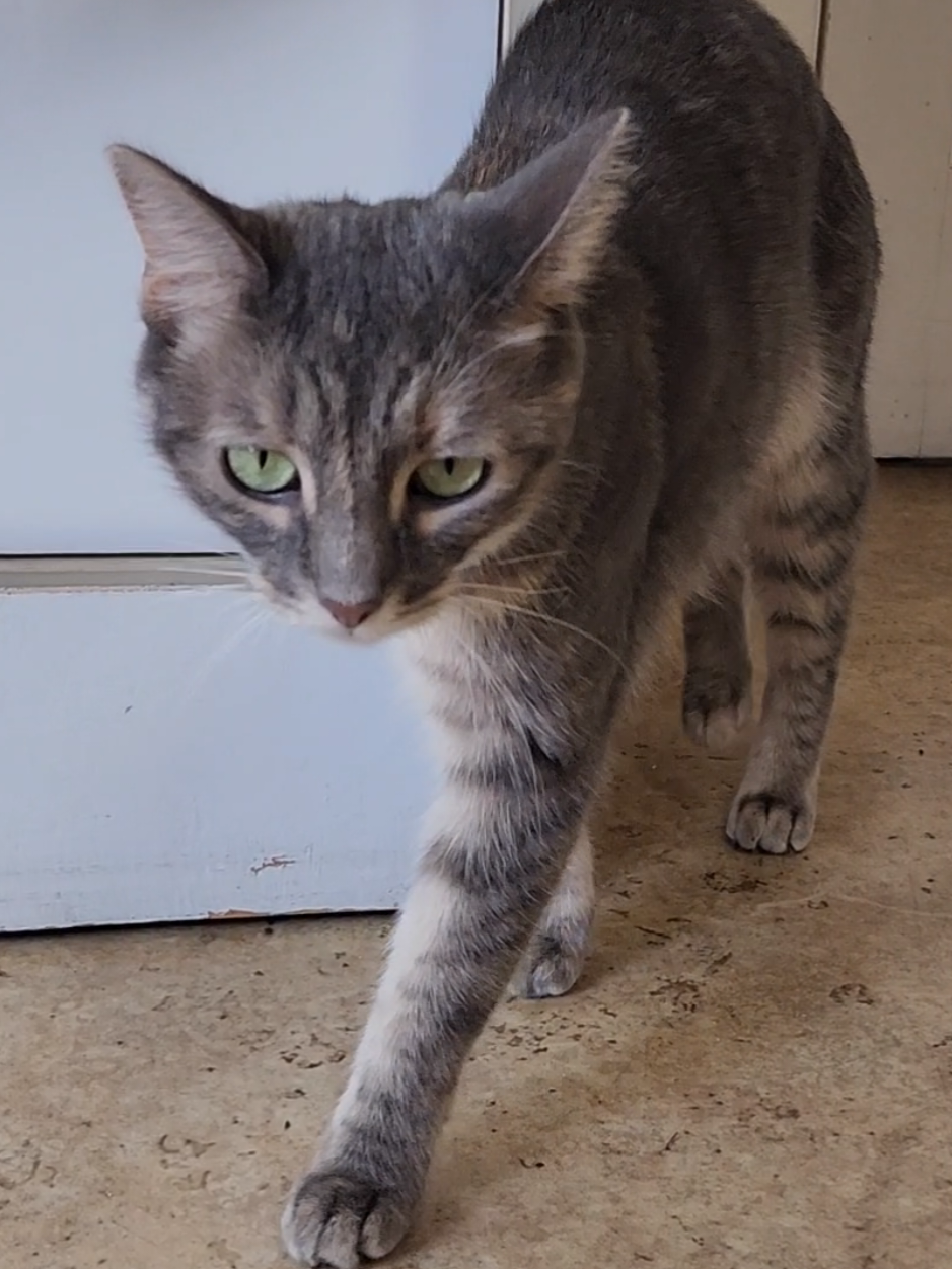 @Protectors of Animals CT