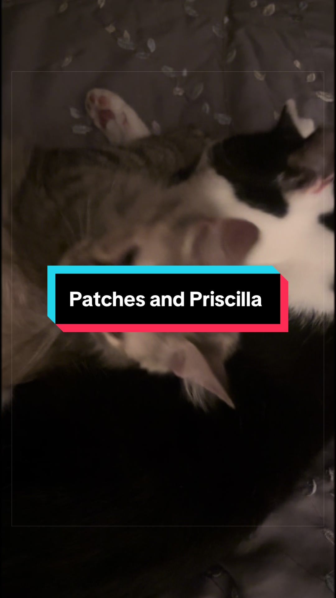 @catlover313official