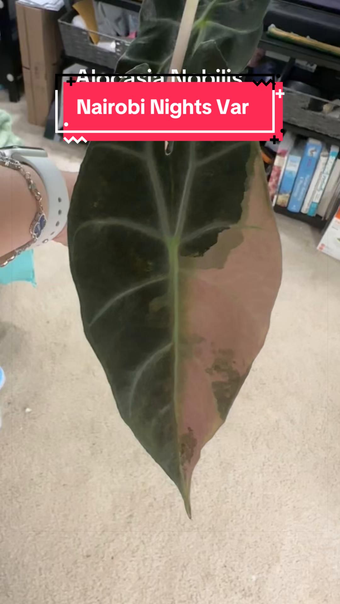 @🪴Stephanie | Plant Addict