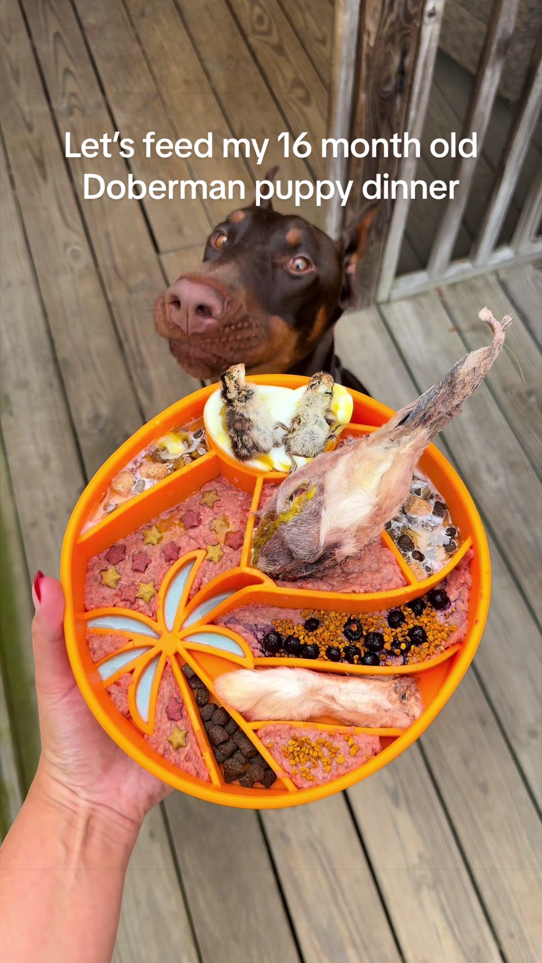 @Nala the Doberman