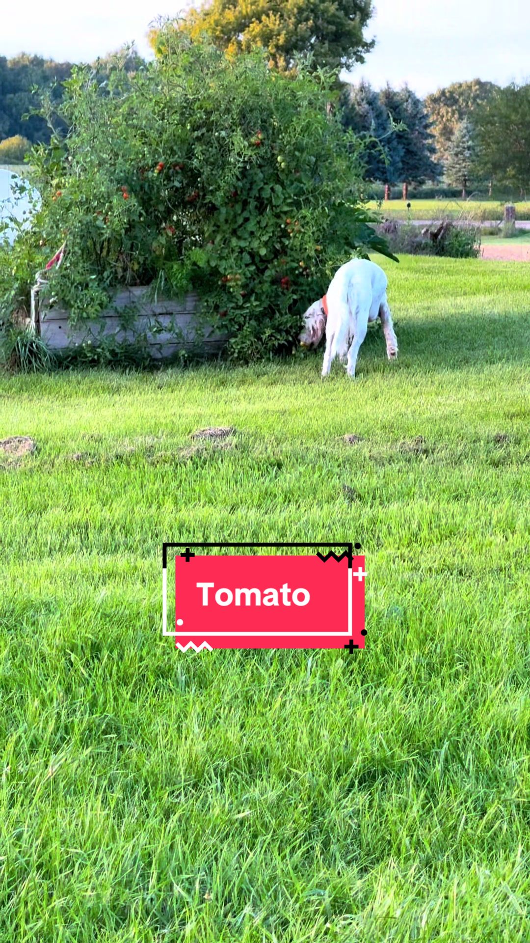 @yourhorseandponyleader