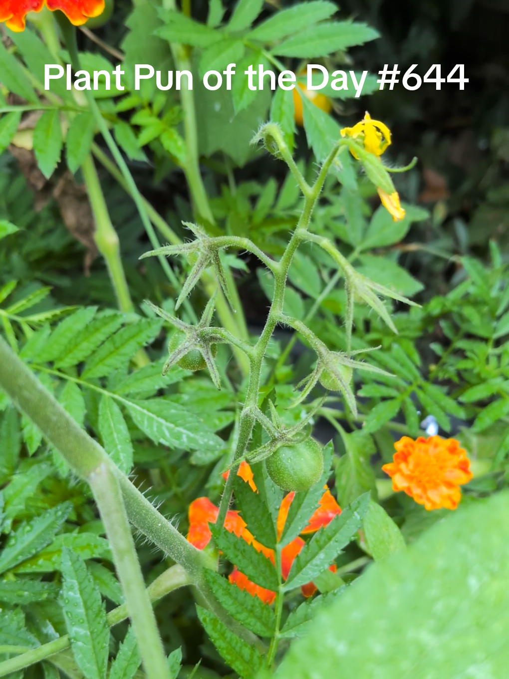 @The Plantiful Gardener