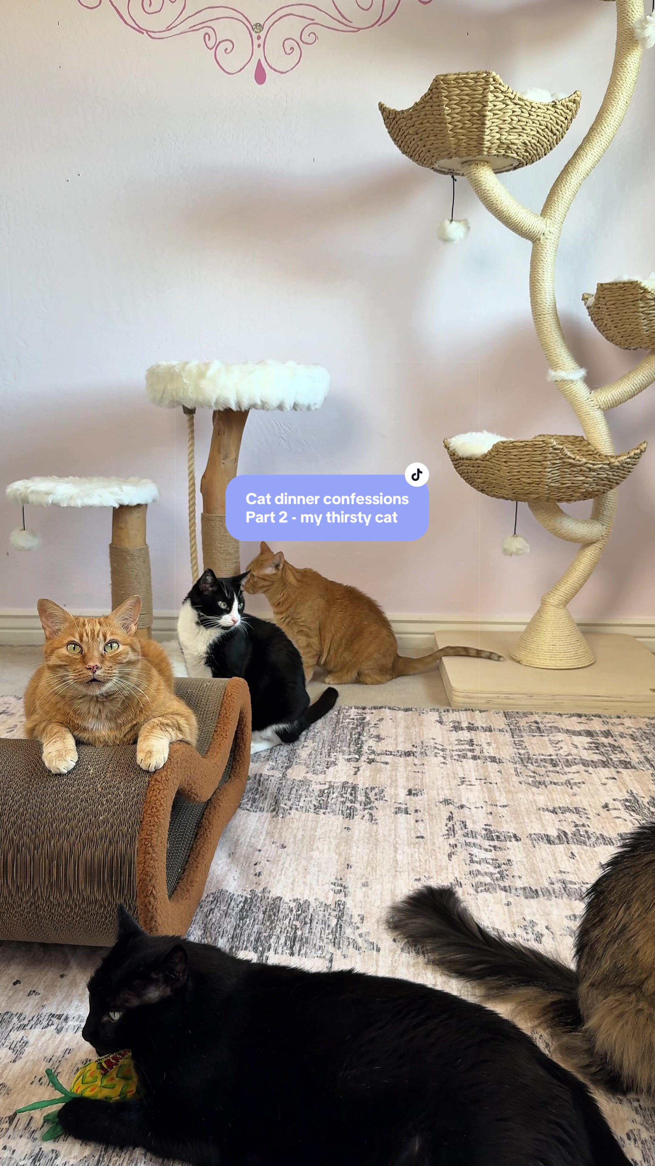 @Feminist Kitty | Cat Nutrition