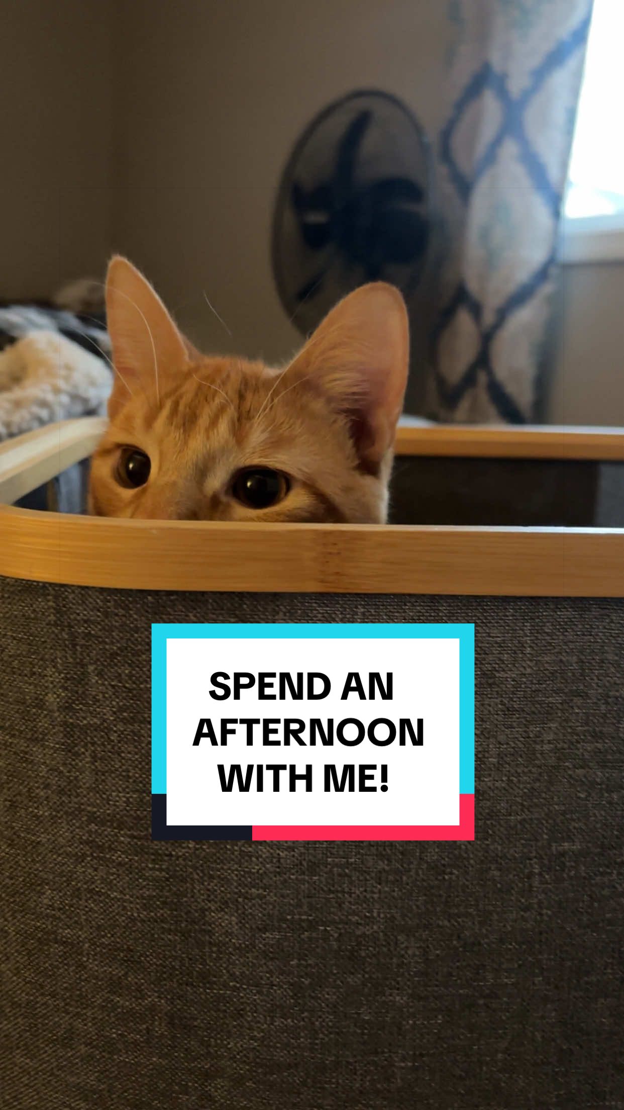 @Megan 🦎 🐈