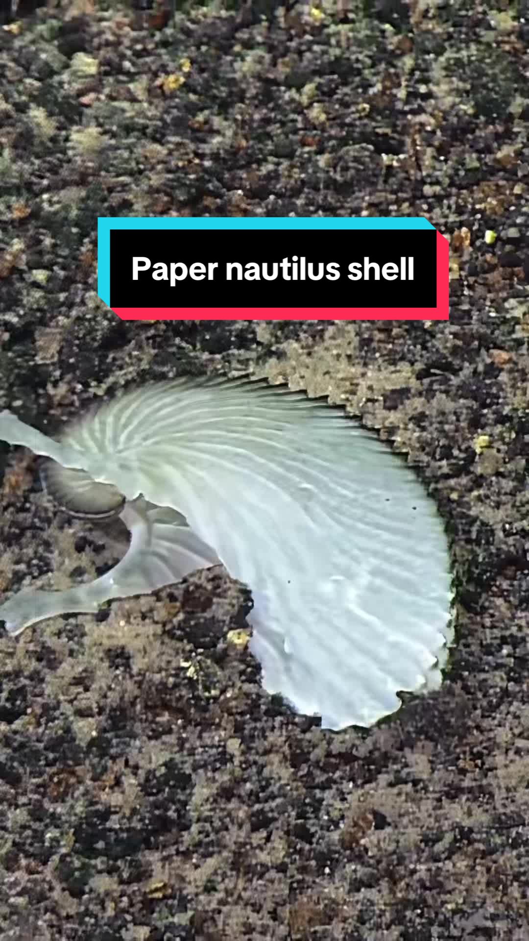 @Ocean Exploration Trust