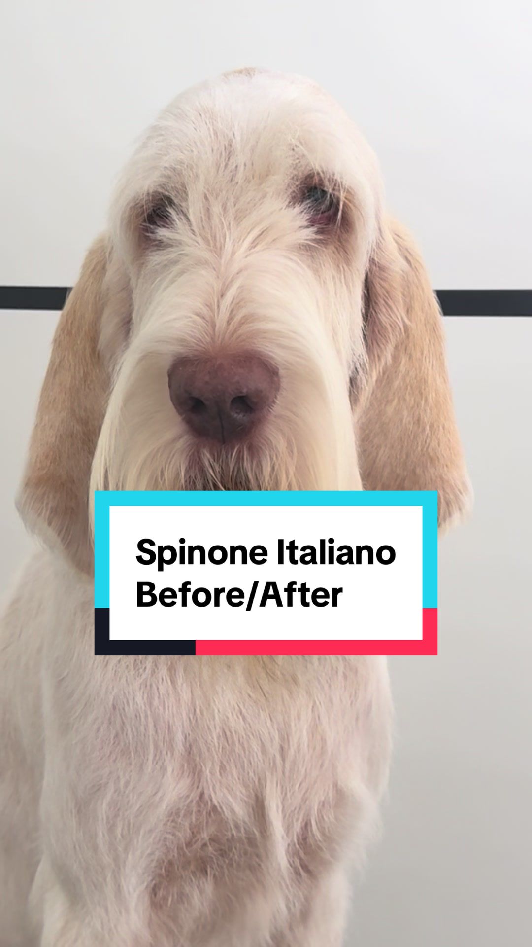 @Julia_theGroomer
