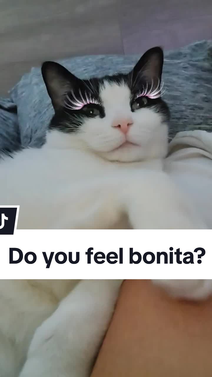 @Leo & Ali the cats 🐈