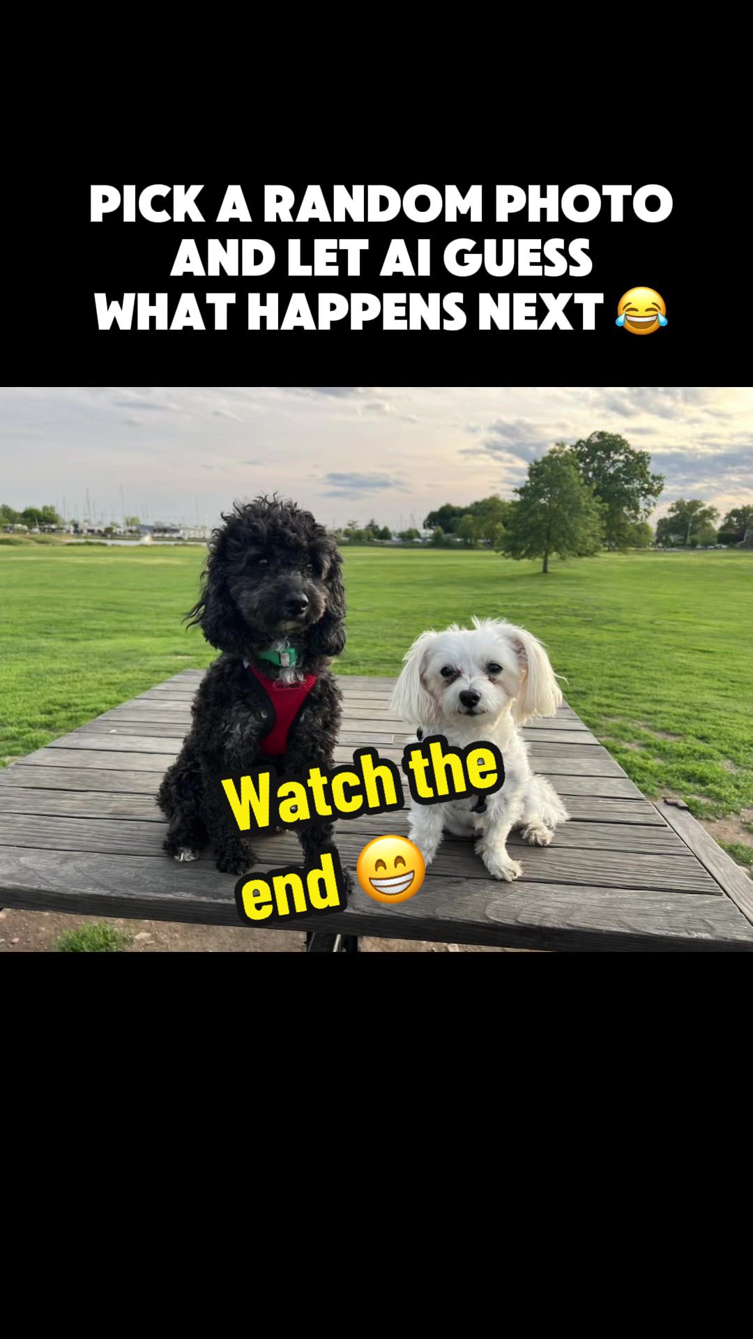 @Dm77poodles