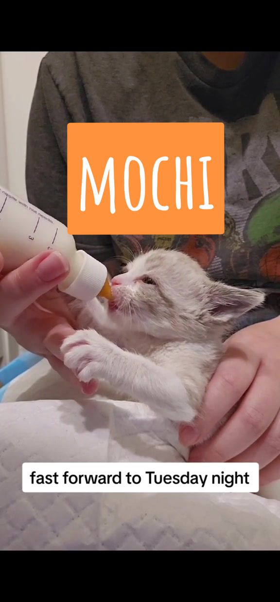 @🐾Mama Meow🐾