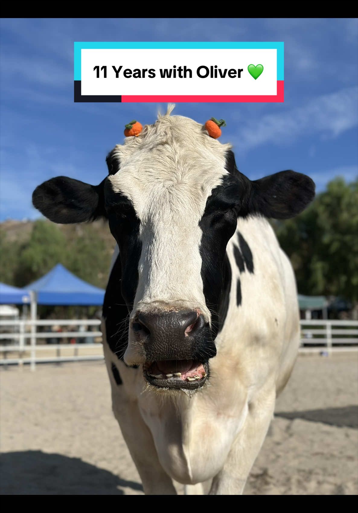 @The Gentle Barn | Sanctuary