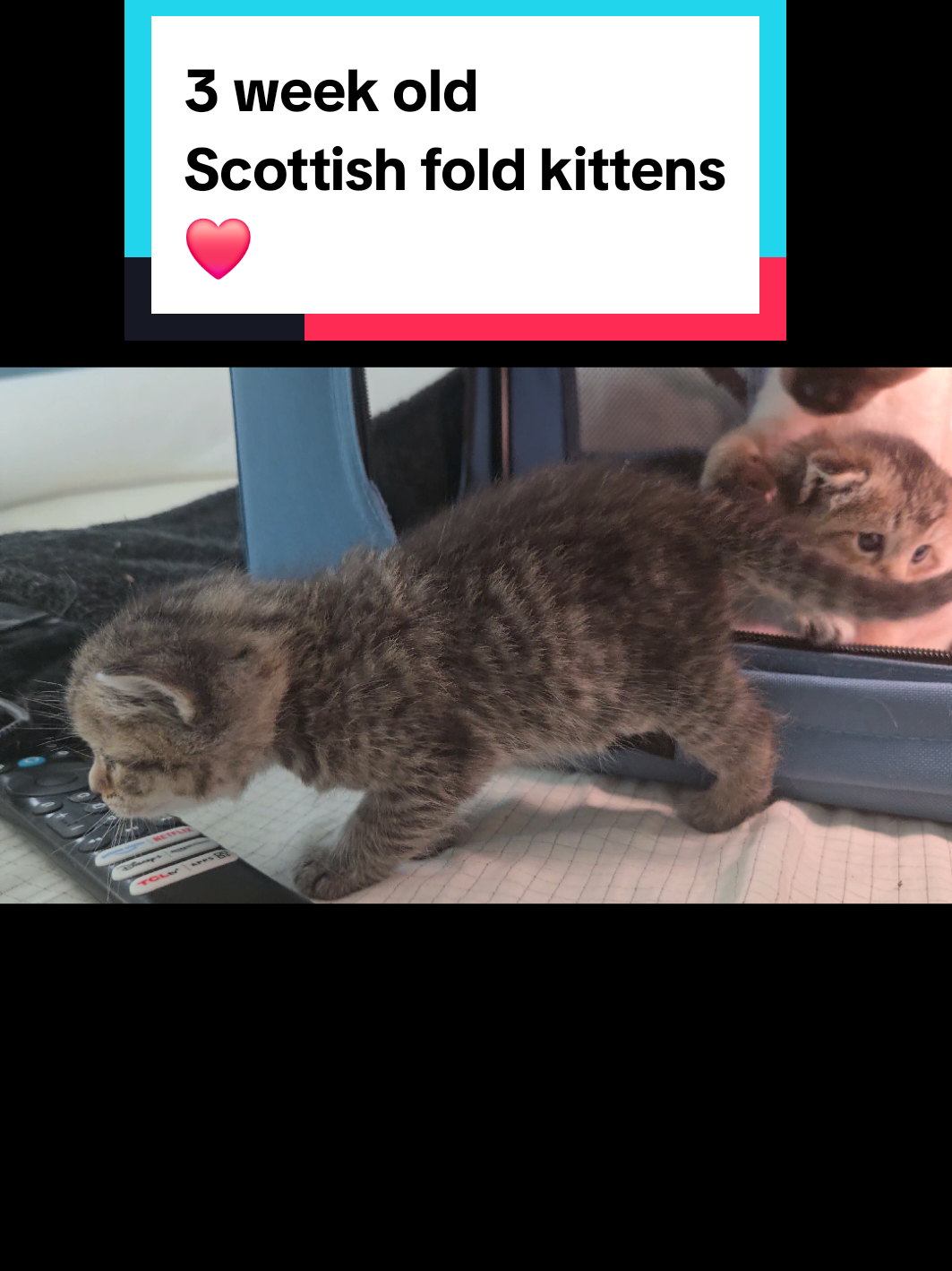 @Brittany's Beauties Kittens