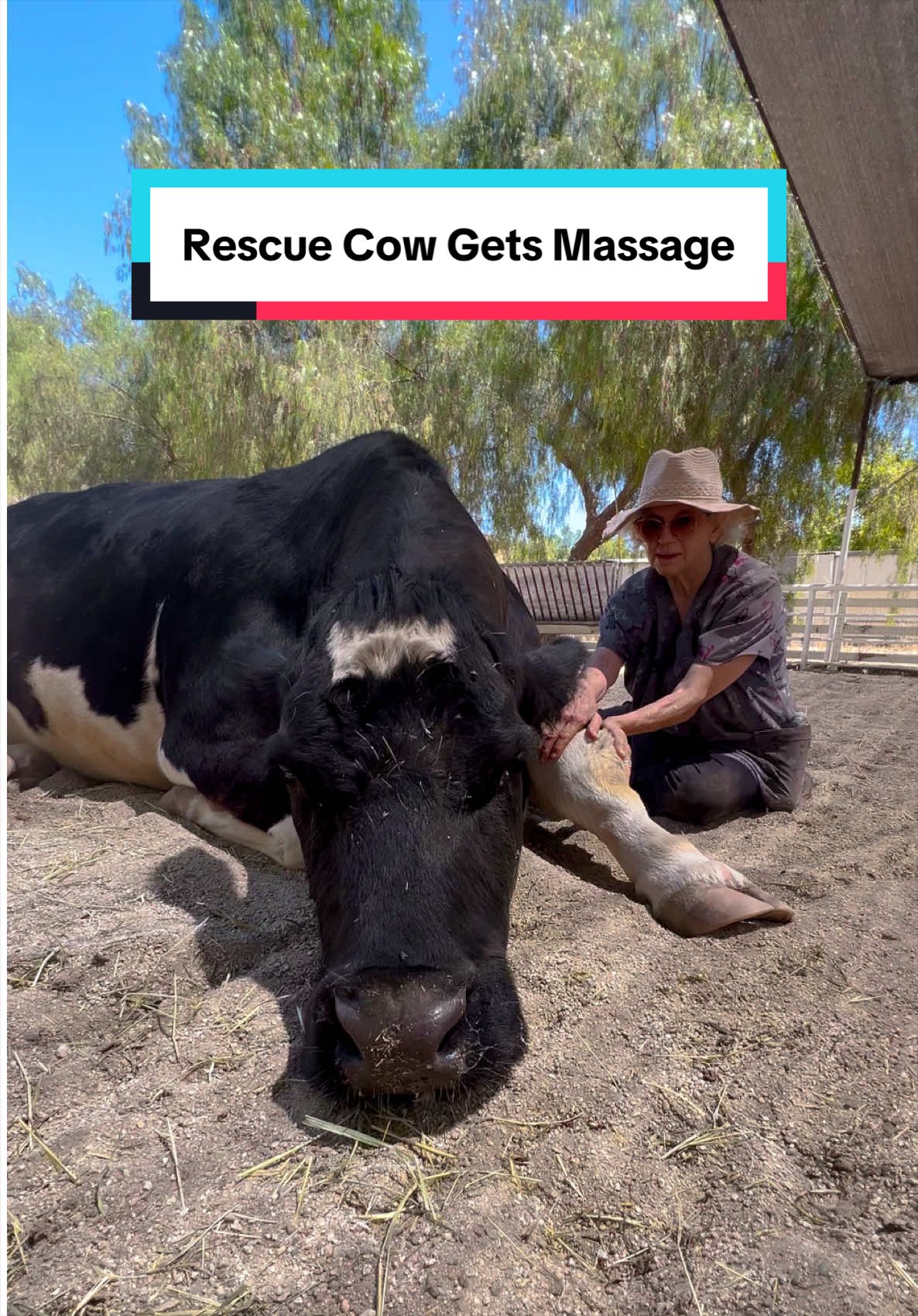 @The Gentle Barn | Sanctuary