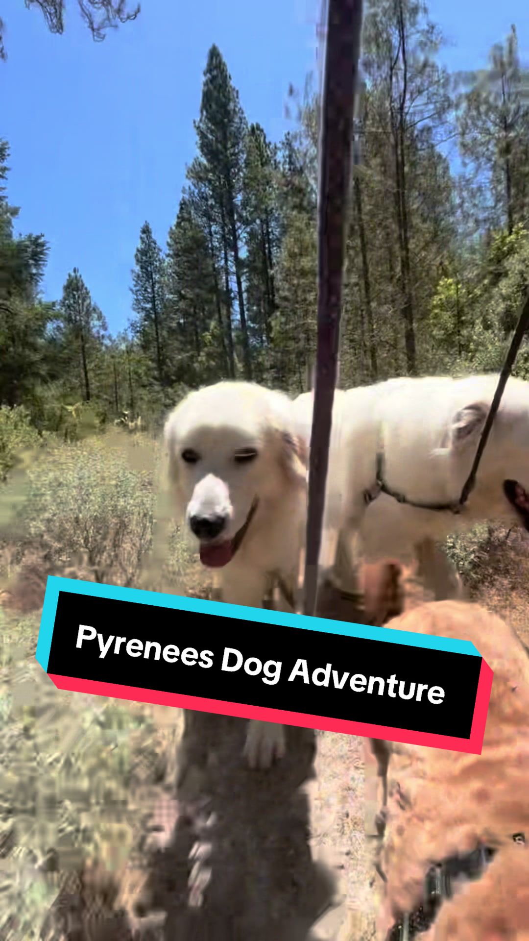 @PyreneesDogs