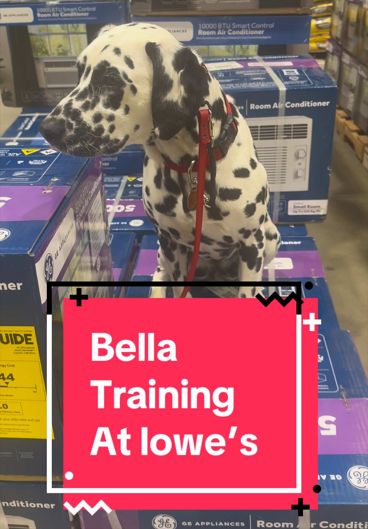 @Fully Unleashed K9 Training